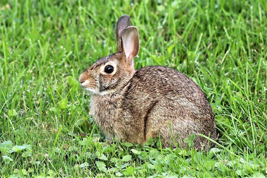 Eastern Cottontail Photograph by Garry Bryan - Fine Art America