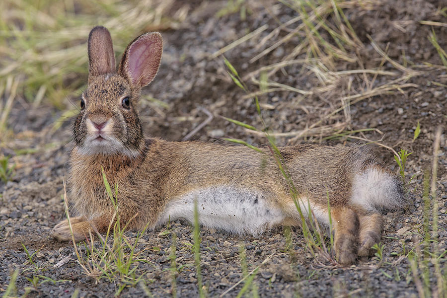 Eastern Cottontail Photograph by James Zipp