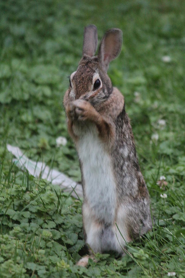 Eastern Cottontail Standing Photograph by Callen Harty