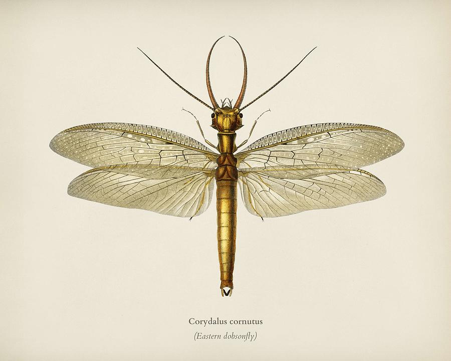 Eastern dobsonfly  Corydalus cornutus  illustrated by Charles Dessalines D Orbigny  1806-1876  3 Painting by Celestial Images