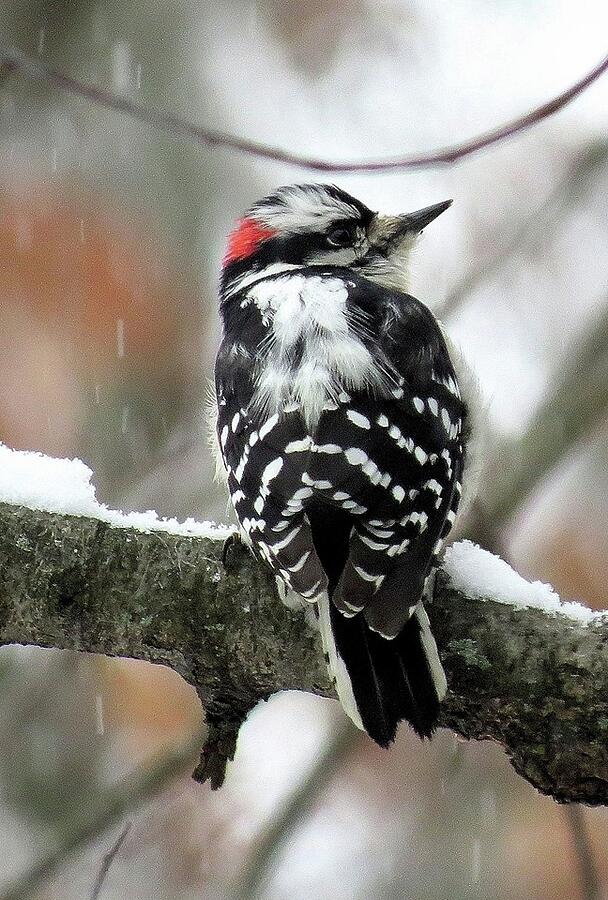 Eastern Downy Woodpecker in the Snow Photograph by Linda Stern