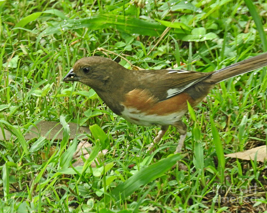 Eastern Female Towhee by Kathy M Krause Eastern Female Towhee by Kathy M Krause