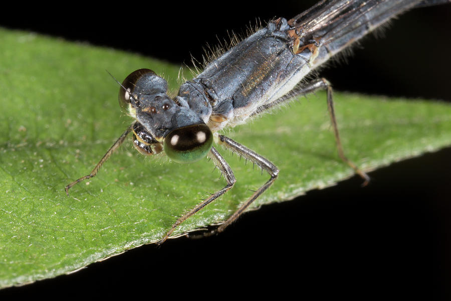 Eastern Forktail Damselfly 9081301 by Rick Veldman Eastern Forktail Damselfly 9081301 by Rick Veldman
