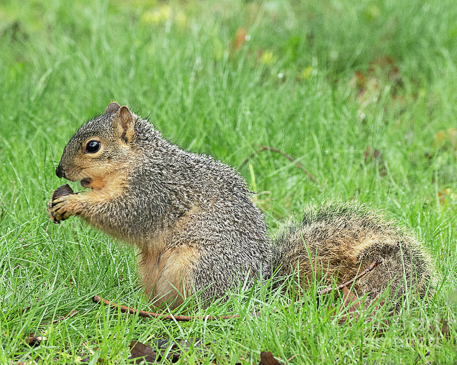 Eastern Fox Squirrel With A Pecan Photograph