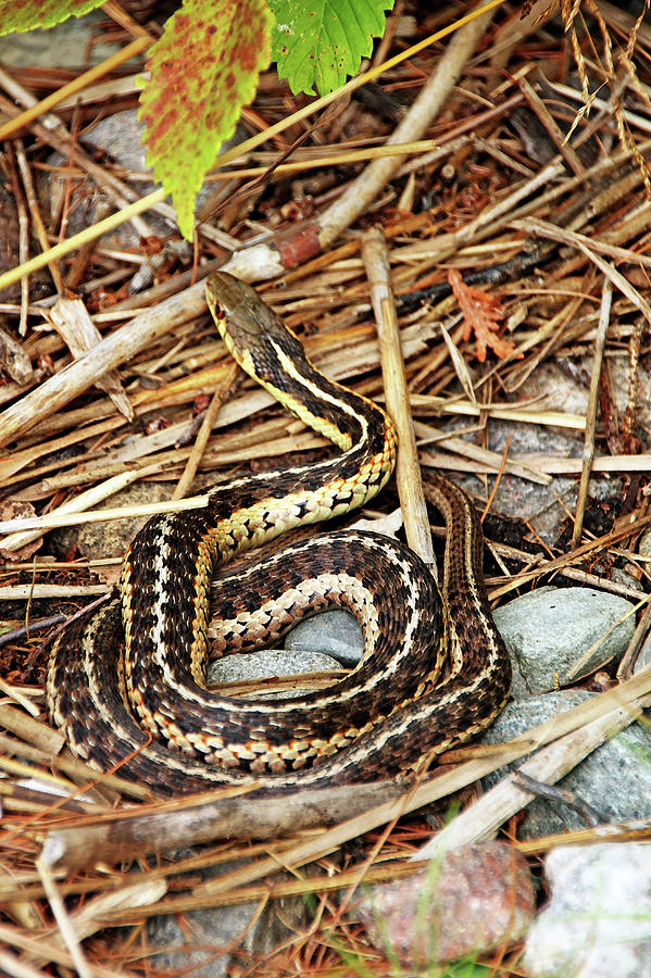 Eastern Garter Snake Photograph by Debbie Oppermann