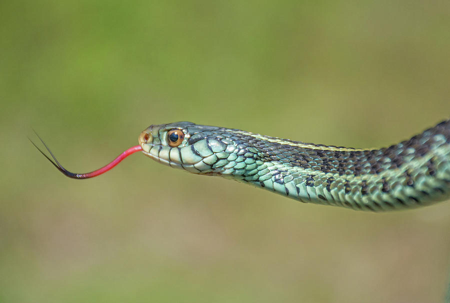 Eastern Garter Snake Photograph by John Serrao
