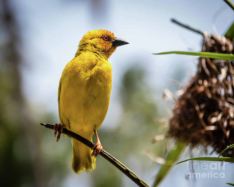 Eastern golden weaver, Zanzibar Photograph by Lyl Dil Creations