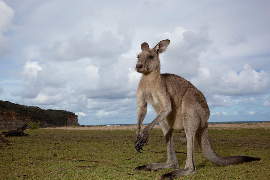 Eastern Gray Kangaroo, Australia Photograph by Paul Souders