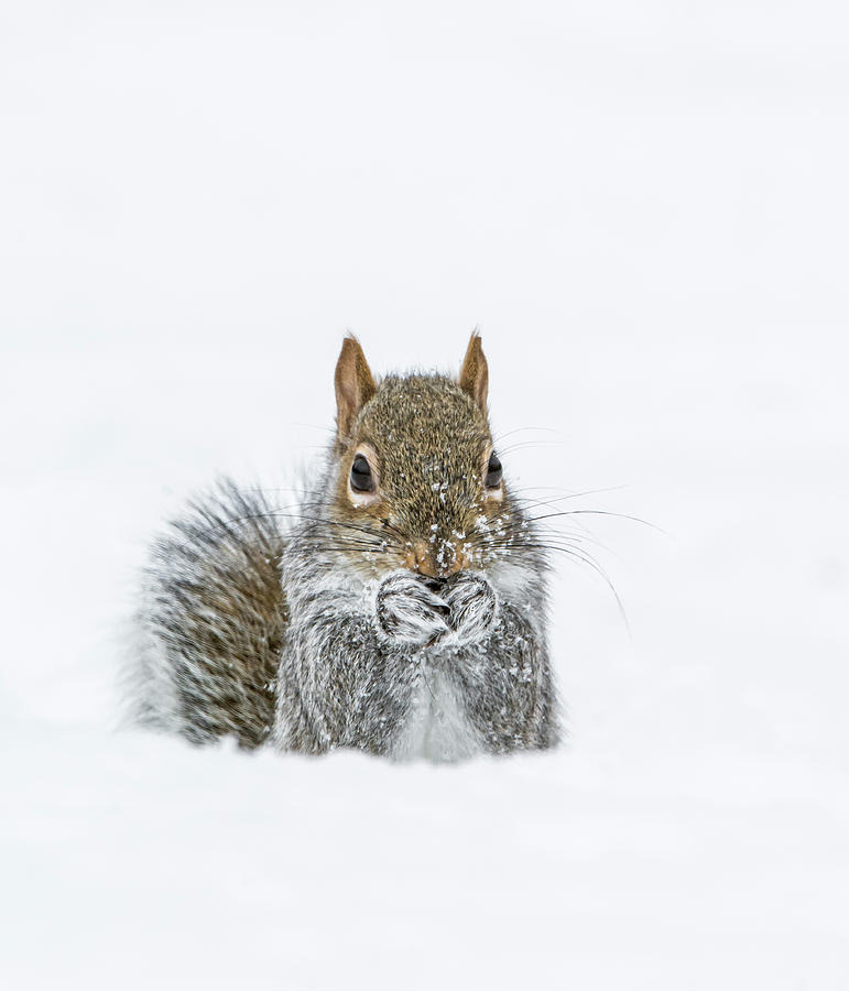 Animal Photograph - Eastern Gray Squirrel Feeding In Snow, Acadia Np, Maine, Usa by George Sanker / Naturepl.com