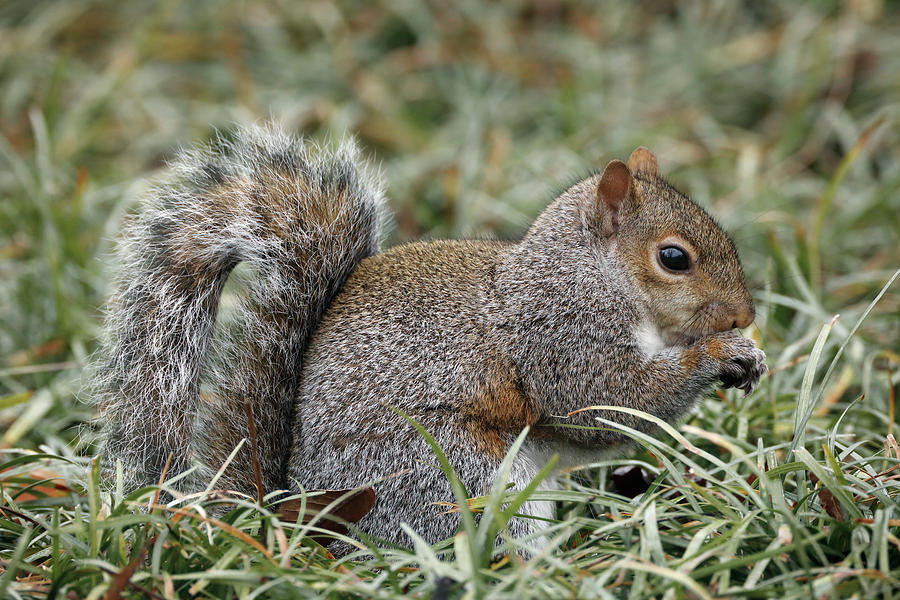 Adam Jones Photograph - Eastern Gray Squirrel, Kentucky by Adam Jones