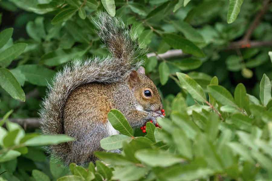 Adam Jones Photograph - Eastern Gray Squirrel, Merritt Island by Adam Jones