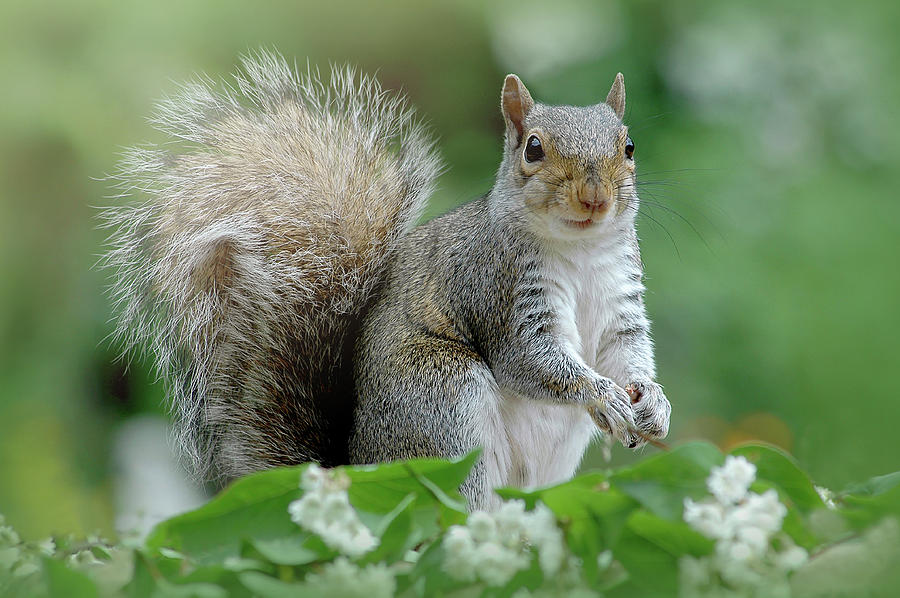 Squirrel Photograph - Eastern Grey Squirrel by Jacky Parker