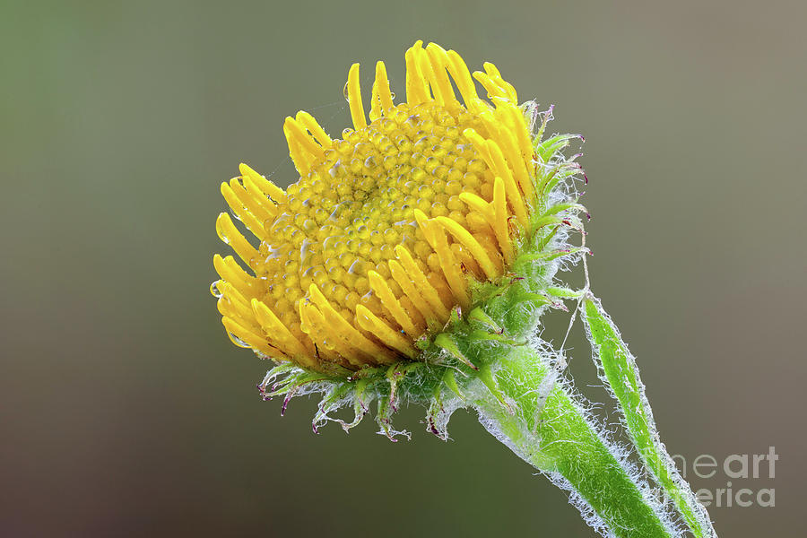 Eastern Groundsel Flower Photograph by Science Photo Library Eastern Groundsel Flower Photograph by Science Photo Library