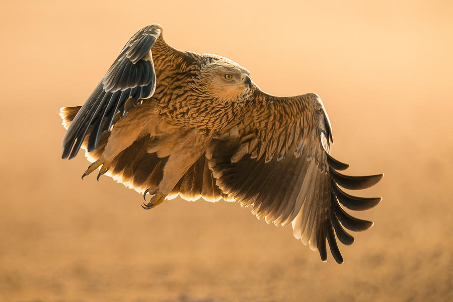 Eastern Imperial Eagle Photograph by Ahmed Sobhi