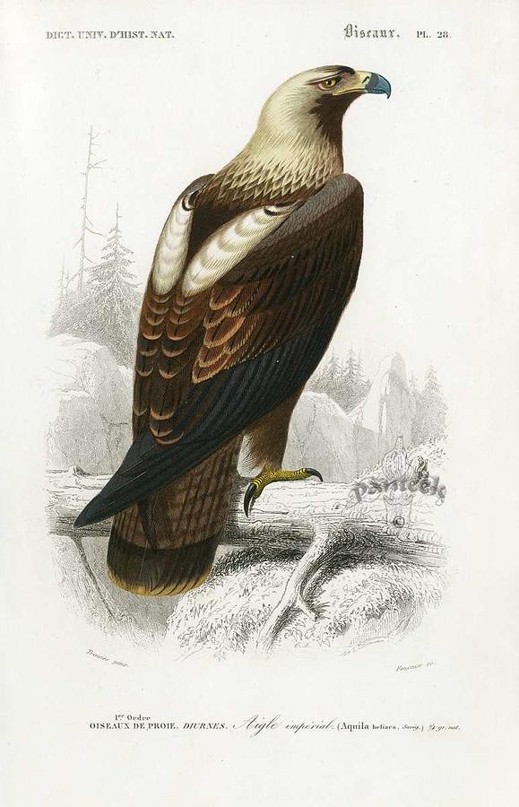 Wildlife Painting - Eastern Imperial Eagle Aquila heliaca D Orbigny Bird from Dictionnaire Universel d Histoire Nature by Celestial Images
