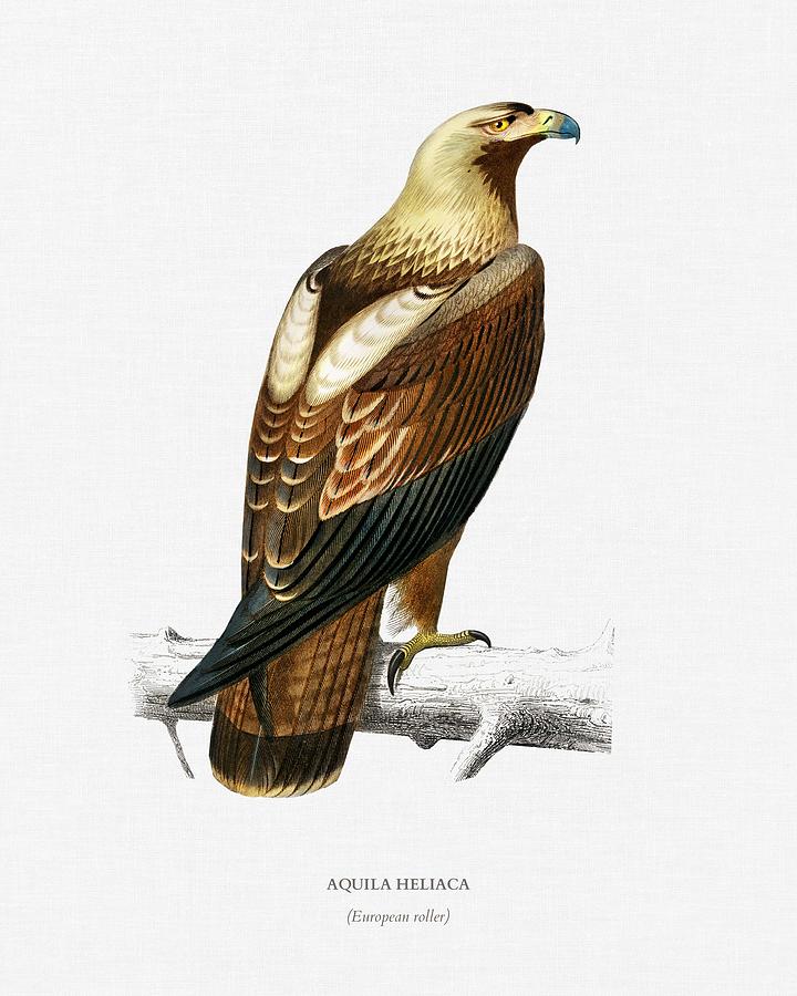 Eastern Imperial Eagle Aquila Heliaca Illustrated By Charles Dessalines D Orbigny 1806 1876 2 Painting By Celestial Images