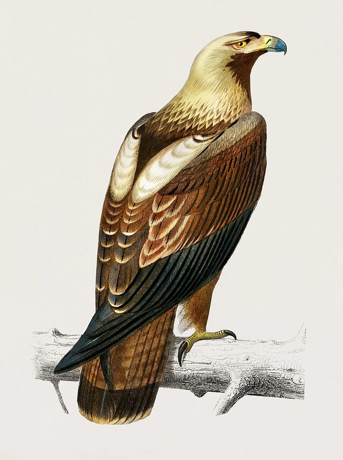 Eastern imperial eagle Aquila heliaca illustrated by Charles Dessalines D  Orbigny 1806-1876 Painting by Celestial Images - Pixels