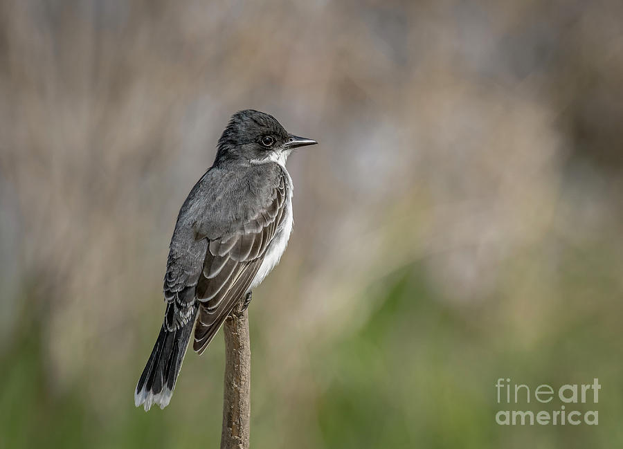 Eastern Kingbird  Photograph by Alan Schroeder