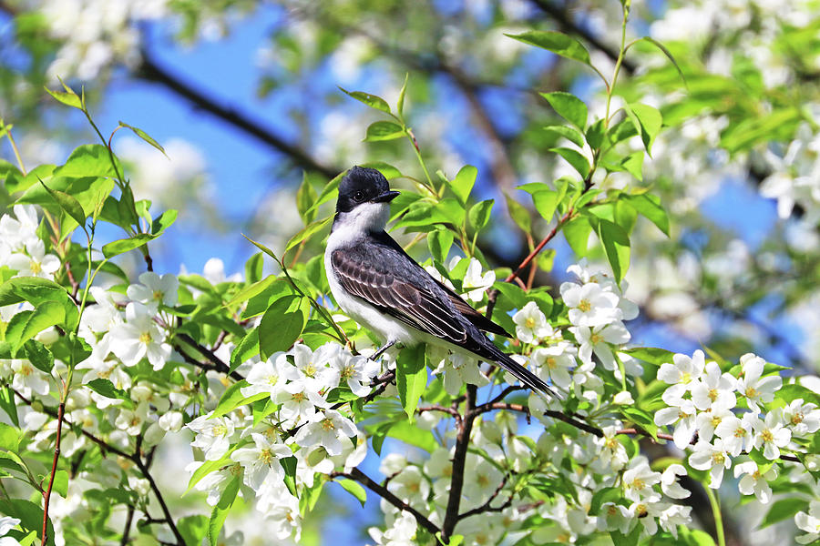 Eastern Kingbird And White Blossoms Photograph by Debbie Oppermann