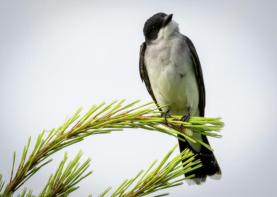 Canon Photograph - Eastern Kingbird Looking At Me by Ricky L Jones Canon Photograph - Eastern Kingbird Looking At Me by Ricky L Jones