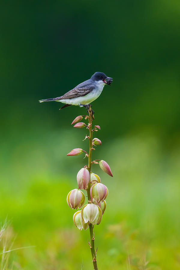 Nature Photograph - Eastern Kingbird by Mike He