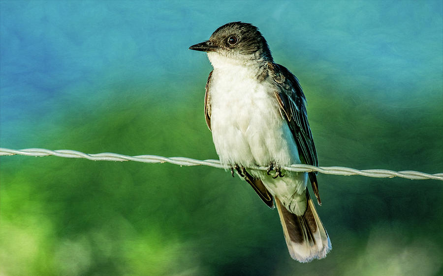 Eastern Kingbird, Textured Photograph by Marcy Wielfaert
