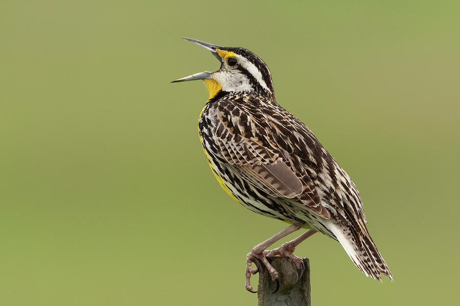 Eastern Meadowlark Photograph by Dan Ferrin - Fine Art America