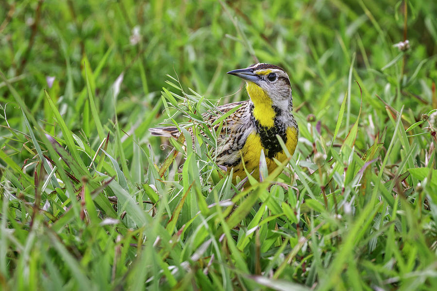 Eastern Meadowlark On The Ground Photograph by Adam Jones - Fine Art ...