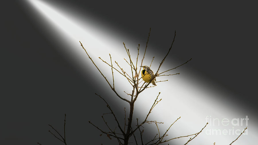 Eastern Meadowlark Photograph by Randy J Heath