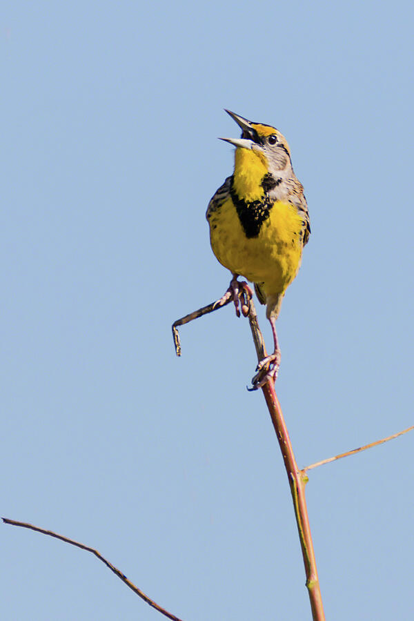 Eastern Meadowlark Singing to the Sun Photograph by Dawn Currie
