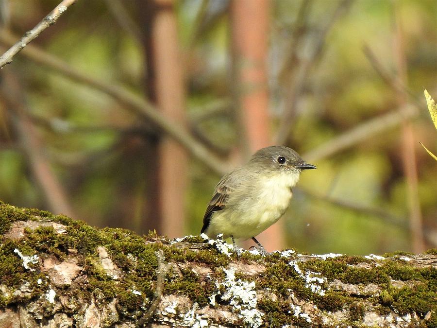 Eastern Phoebe Photograph by Betty-Anne McDonald