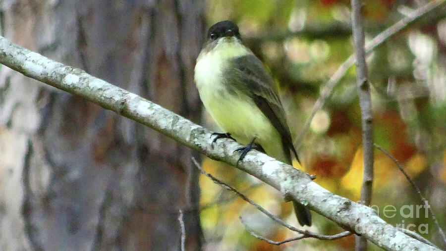 Eastern Phoebe  Photograph by Eunice Warfel