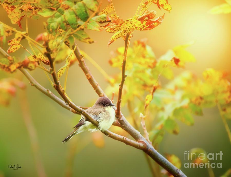 Eastern Phoebe in Autumn Photograph by Heather Hubbard