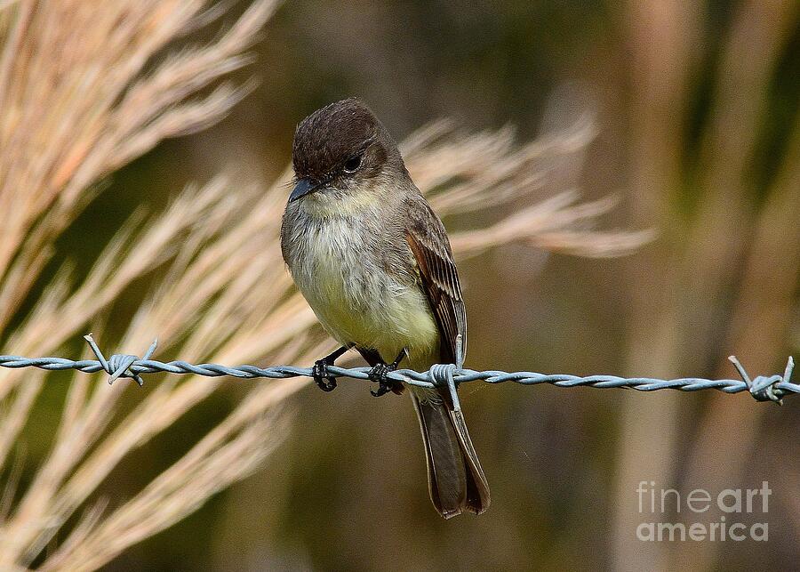 Eastern Phoebe Photograph by Steve Brown