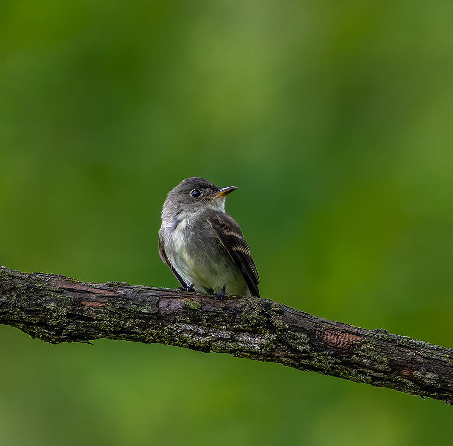 Eastern Phoebe Photograph by Steven Haddix - Fine Art America