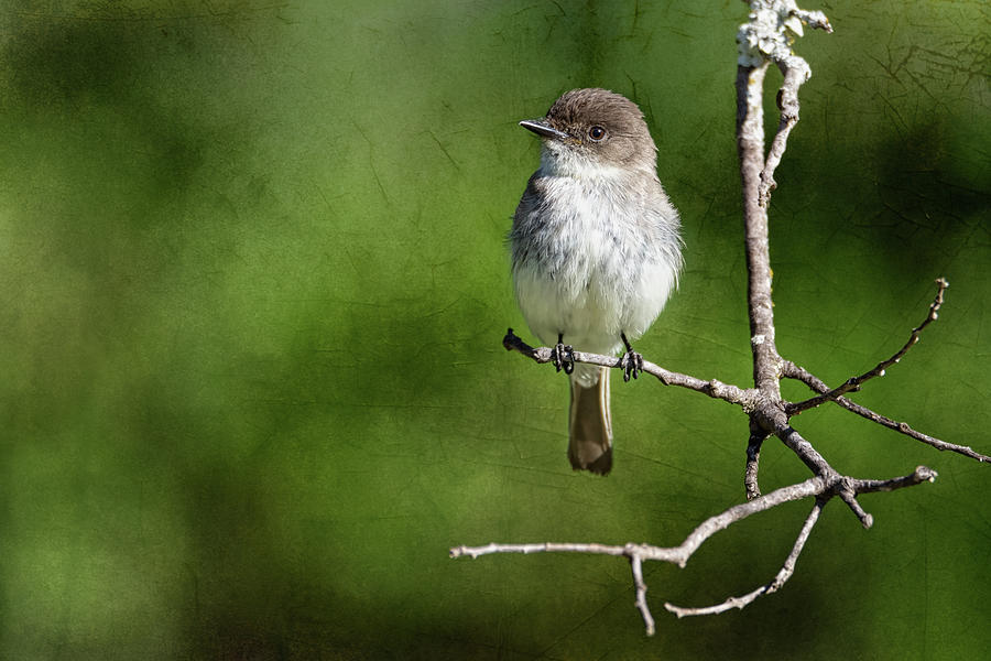 Eastern Phoebe Textured Background Photograph