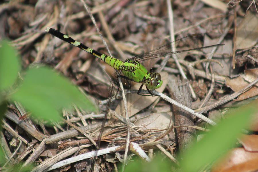 Eastern Pondhawk Photograph by Callen Harty