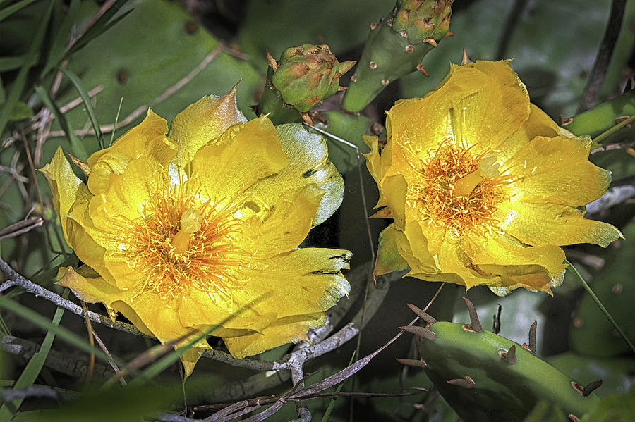 Beach Photograph - Eastern Prickley Pear Cactus Flower on Assateague Island by Bill Swartwout