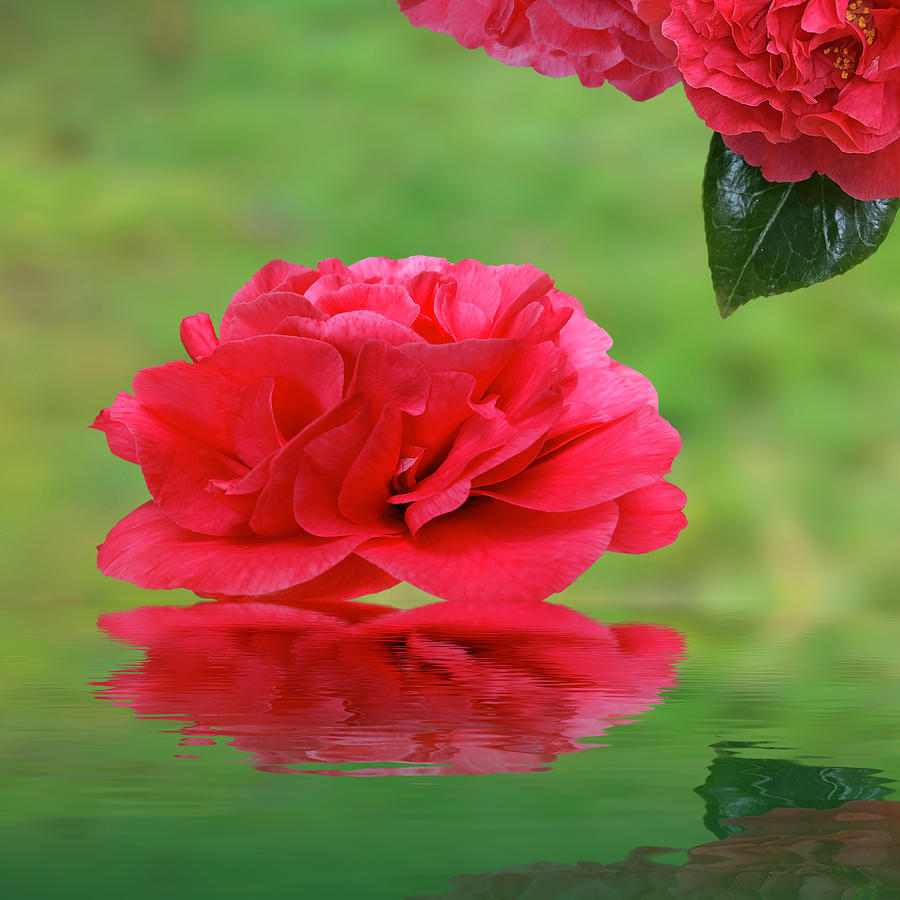 Eastern Promise - Red Camellia Reflections Photograph by Gill Billington