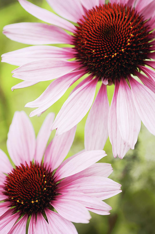 Eastern Purple Cone Flowers Photograph by Dhmig Photography