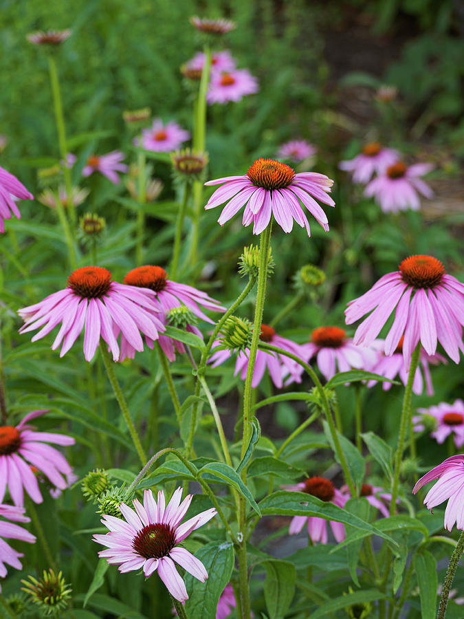 Eastern Purple Coneflowers Photograph by Marianne Campolongo