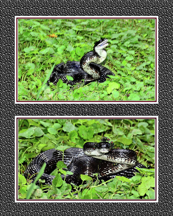 Eastern Ratsnake Mixed Media by Constance Lowery