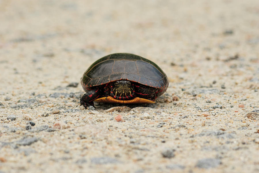 Eastern Red-Bellied Turtle Photograph by Rose Guinther