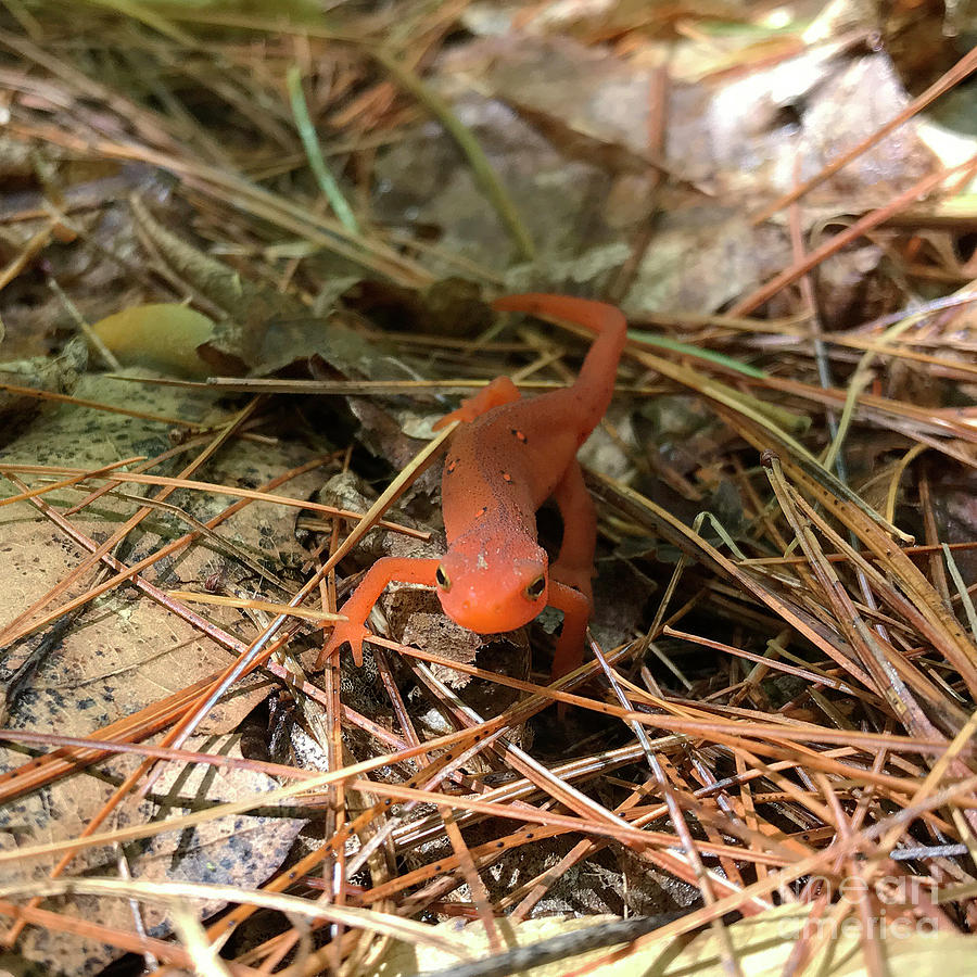 Eastern Red Spotted Newt 1 Photograph by Amy E Fraser