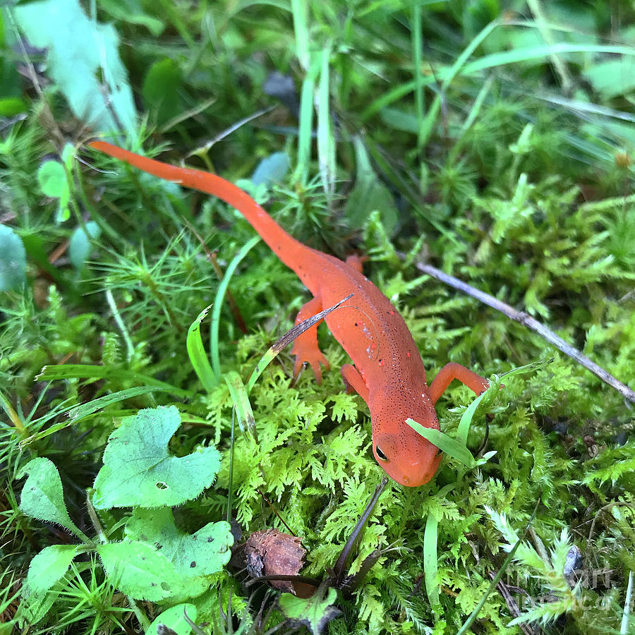 Eastern Red Spotted Newt 3 Photograph by Amy E Fraser