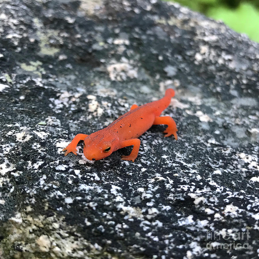 Eastern Red Spotted Newt 4 Photograph by Amy E Fraser