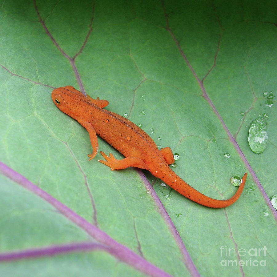 Eastern Red Spotted Newt 5 Photograph by Amy E Fraser