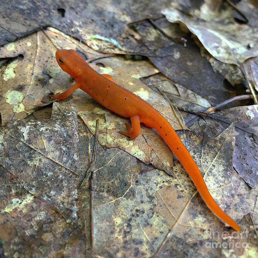 Eastern Red Spotted Newt 7 Photograph by Amy E Fraser