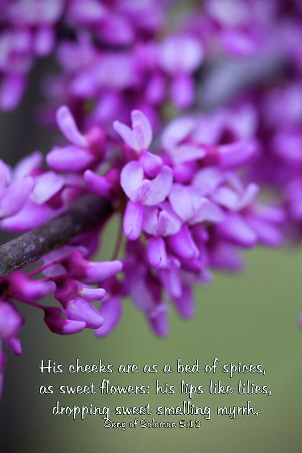 Eastern Redbud Blossoms Song of Solomon Bible Verse Photograph by Kathy Clark