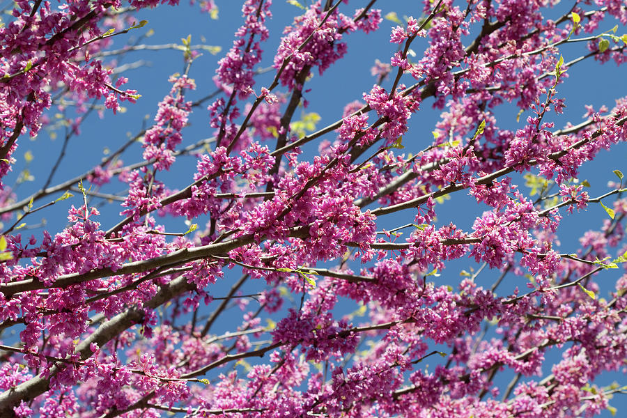 Eastern Redbud Blossoms the Glory of Spring Photograph by Kathy Clark